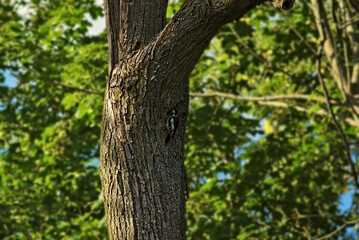 tree trunk illuminated by the bright sun. A woodpecker sits on a tree trunk looking for food.