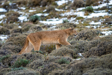 Puma walking in mountain environment, Torres del Paine National Park, Patagonia, Chile.