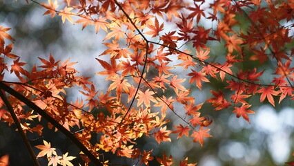 The beautiful autumn view with the colorful leaves on the tree in the city