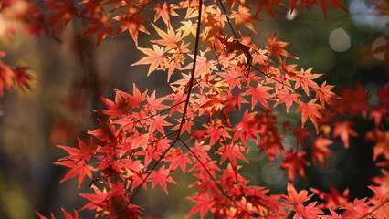 The beautiful autumn view with the colorful leaves on the tree in the city