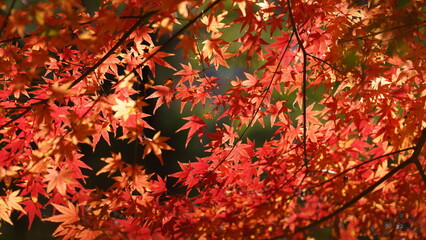 The beautiful autumn view with the colorful leaves on the tree in the city