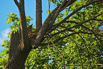 The woodpecker bird sits on an old, dead linden tree dried up from time to time. The woodpecker hammers a hollow. The woodpecker feeds on delicious larvae of the tree beetle.
