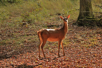 Kahlwild im Wald bei Sonnenschein
