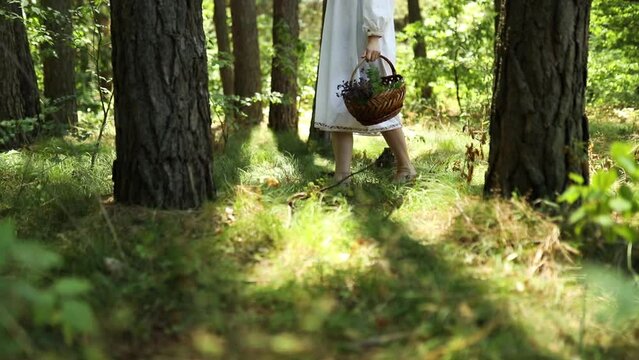 Ukrainian woman barefoot in embroidered dress in the forest gathering herbs in basket, Ukrainian witch, divination, natural medicine