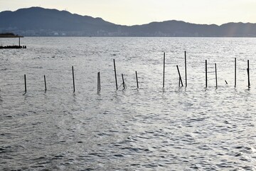 琵琶湖のエリ漁と鴨
