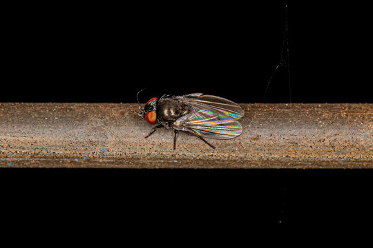 Adult Freeloader Fly