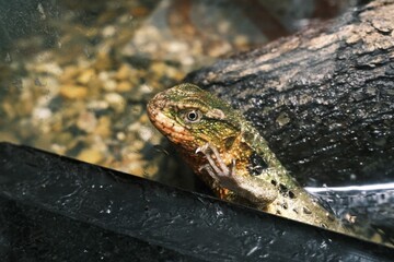 lizard on the tree