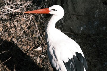 white stork ciconia