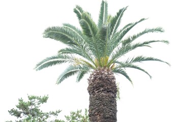 palm tree isolated on white