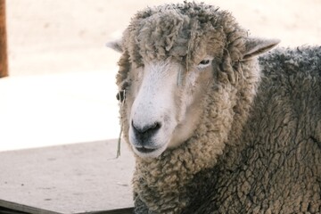 close up of a sheep