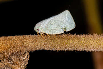 Adult Planthopper Insect