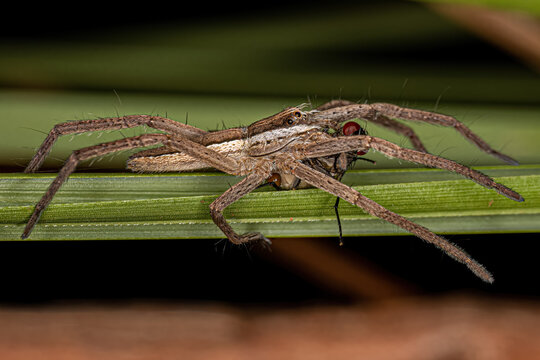 Lycosoidea Bilder Durchsuchen 443 Archivfotos, und