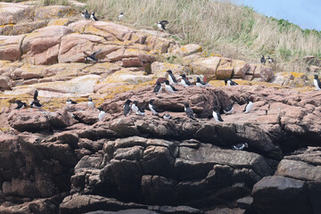 Puffin rookery on Egg Rock in Maine