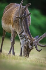 Vertical closeup of a male red deer with velvet antlers grazing in the meadow.