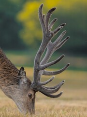 Vertical closeup of a male red deer with velvet antlers grazing in the meadow.