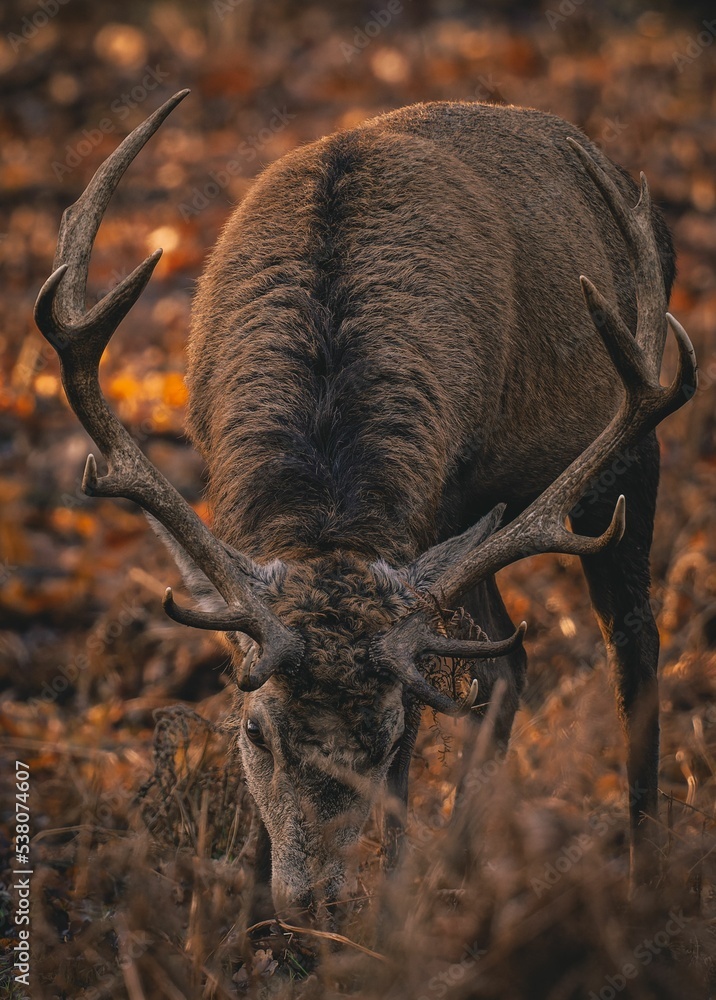 Wall mural vertical closeup of a red deer stag grazing in the meadow.