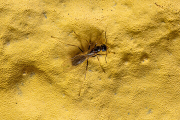 Adult Male Ant