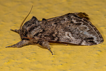 Adult Prominent Moth Insect