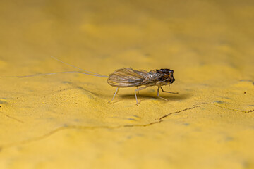 mayfly insect exoskeleton
