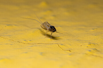 mayfly insect exoskeleton