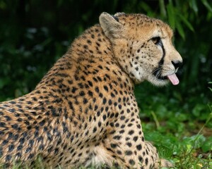 Closeup of a cheetah lying on the grass with tongue out © Dylan Lawrence/Wirestock Creators