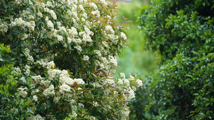 The beautiful garden view with the fresh green leaves and flowers in summer