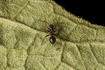 Broad-headed Bug Nymph