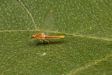 Adult Female Mayfly Insect