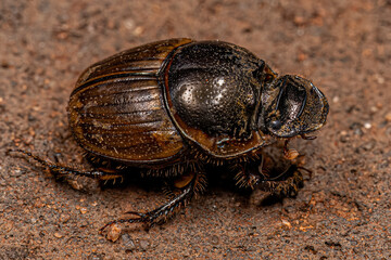 Adult Gazelle Scarab