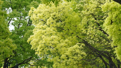 Fototapeta premium The beautiful garden view with the fresh green leaves and flowers in summer