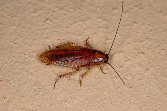 Adult Wood Cockroach