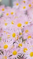 Argyranthemum pink flowers (silver bush flower) 94