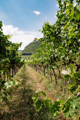 Fototapeta na wymiar View down a Wineyard in Italy South-Tirol