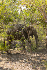 Sri Lankan elephant in its natural habitat in Yala national park, Sri Lanka.