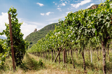 Fototapeta na wymiar View down a Wineyard in Italy South-Tirol