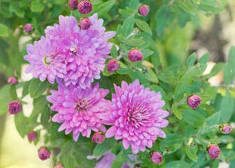 Chrysanthemums are now mostly grown as decorative plants 92