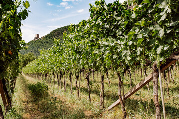 Fototapeta na wymiar View down a Vineyard in Italy South-Tirol