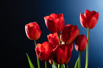 red tulips on a blue background, close-up, frontal view