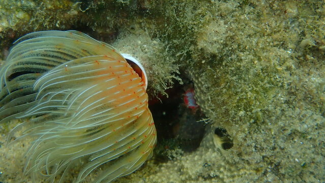 Tubularia Bilder Durchsuchen 136 Archivfotos, und