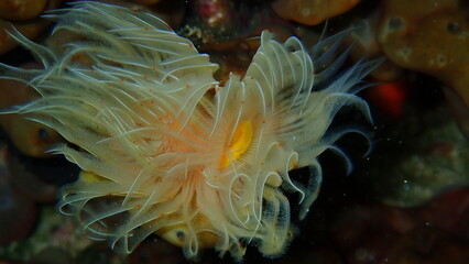Naklejka na ściany i meble Polychaeta Smooth tubeworm or red-spotted horseshoe (Protula tubularia) close-up undersea, Aegean Sea, Greece, Halkidiki