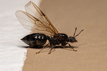 Adult Female Cocktail Ant