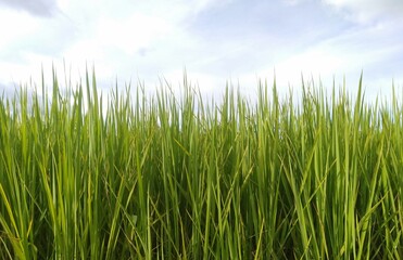 green grass and blue sky
