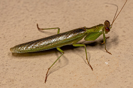 Adult Acontistid Mantis