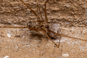 Adult Female Short-bodied Cellar Spider with eggs - obrazy, fototapety, plakaty