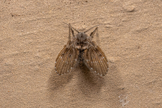 Adult Bathroom Moth Midge