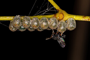 Adult Chalcidoid Wasp parasitizing stink bug eggs