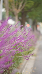 Obraz premium The beautiful garden view with the fresh green leaves and flowers in summer