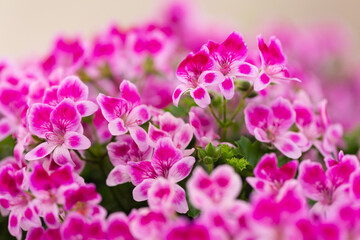 ぺラルゴにウム寄せ植え