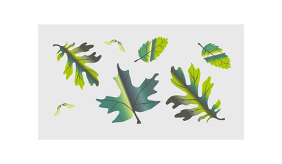 Green leaves of autumn with different shapes and sizes turning to yellow. Set, collection vector illustration on a gray background.