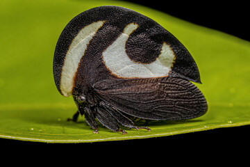 Adult Black-and-white Treehopper